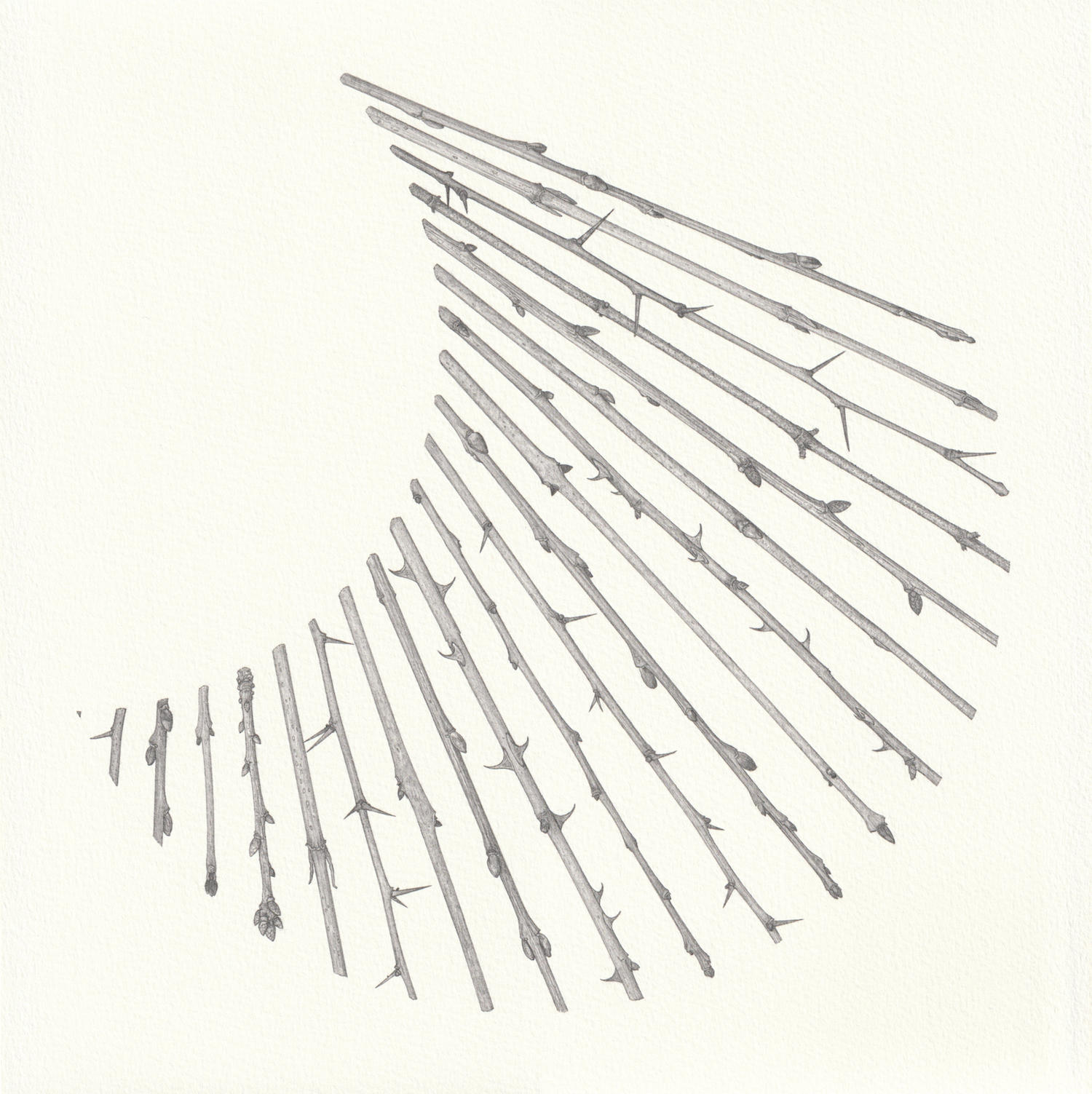 Small Arc (28 x 28 cm) pencil on paper